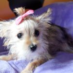 Cute puppy with a pink bow resting.