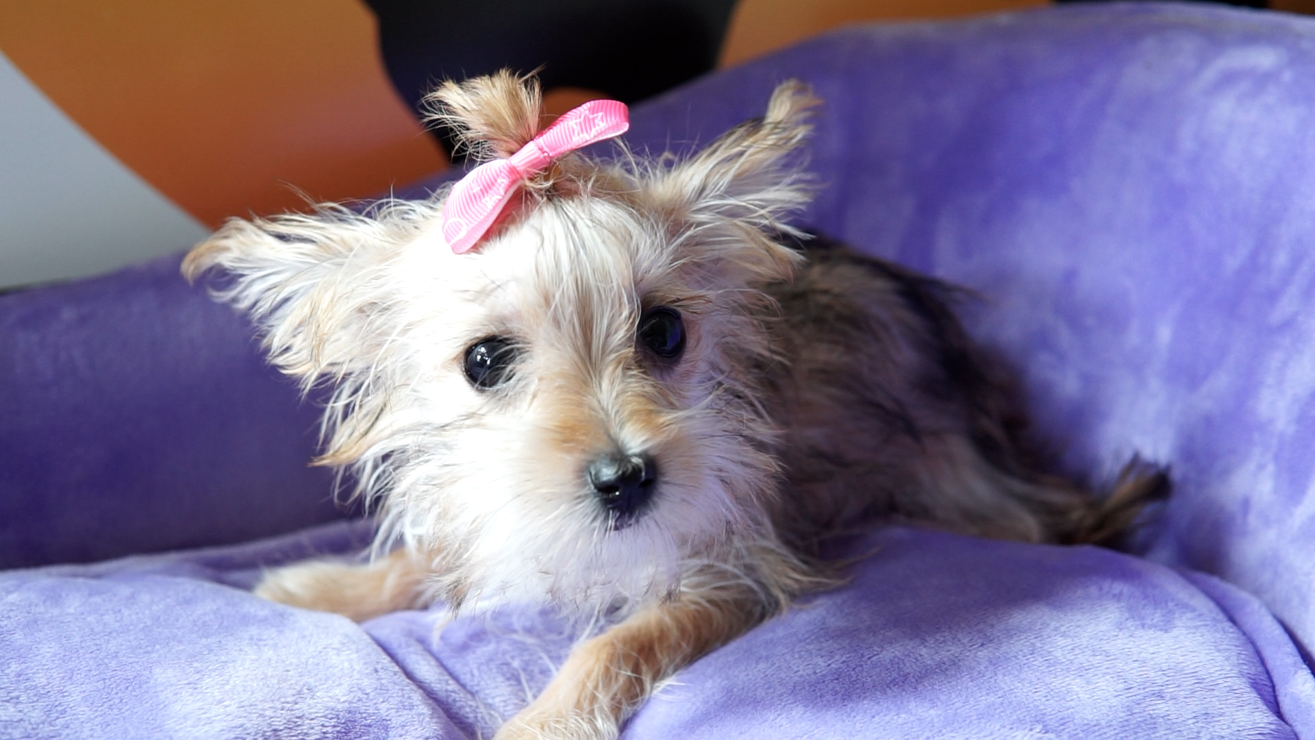 Cute puppy with a pink bow resting.