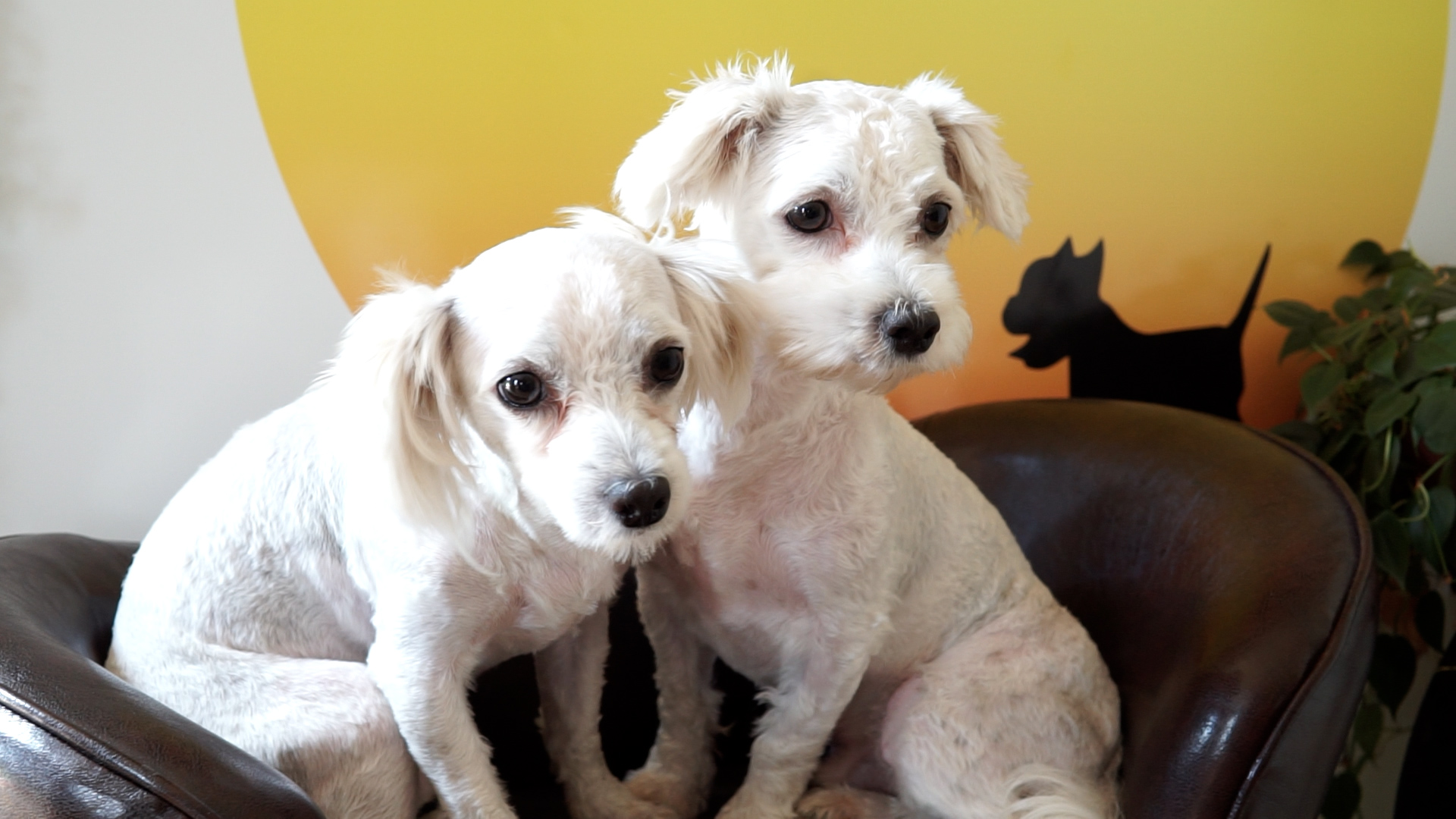 Two white dogs sitting together on chair.