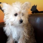 A small white dog sitting on top of a brown couch.